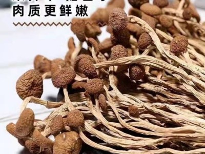 农家自种特产菌菇干货茶树菇不开伞厂家直销 量大批发 煲汤佳食材图1