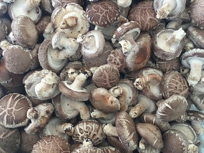 3.5-4.5花菇食用菌菇供应餐厅超市批发图2