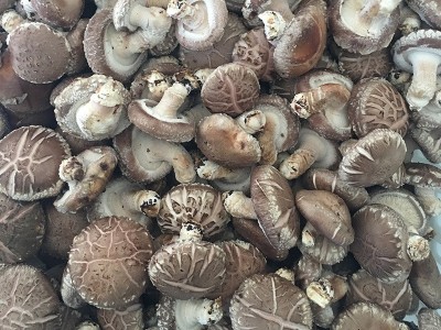 3.5-4.5花菇食用菌菇供应餐厅超市批发图5