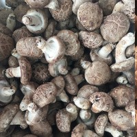 4.5以上花菇 农产品鲜香菇 食用菌菇供应餐厅超市批发