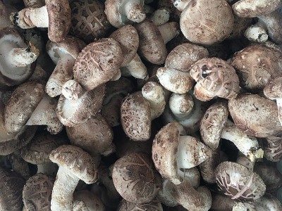 4.5以上花菇 农产品鲜香菇 食用菌菇供应餐厅超市批发图2