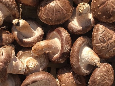 4.5以上香菇产地直销 食用菌香菇年货送礼 一件2斤肉厚花菇批发图4