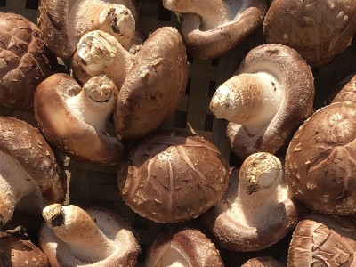 4.5以上香菇产地直销 食用菌香菇年货送礼 一件2斤肉厚花菇批发图3