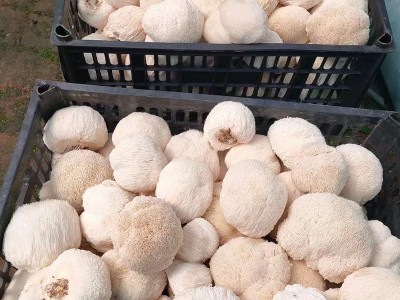 云和山珍猴头菇南北干货批发厂家供应食用菌菇餐饮商用散货猴头菇图4
