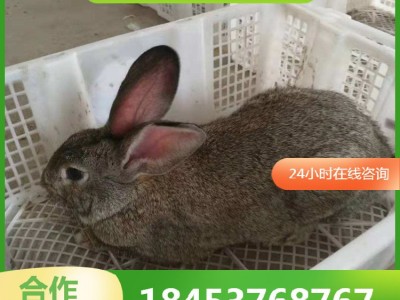 种兔养殖场 批发种兔苗新西兰兔价格低 签订合同 兔肉市场价格图4