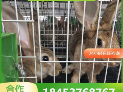 种兔养殖场 批发种兔苗新西兰兔价格低 签订合同 兔肉市场价格图3