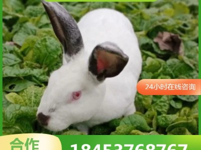 种兔养殖场 批发种兔苗新西兰兔价格低 签订合同 兔肉市场价格图2