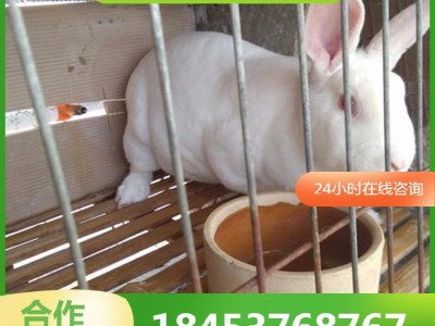 种兔养殖场 批发种兔苗新西兰兔价格低 签订合同 兔肉市场价格图5