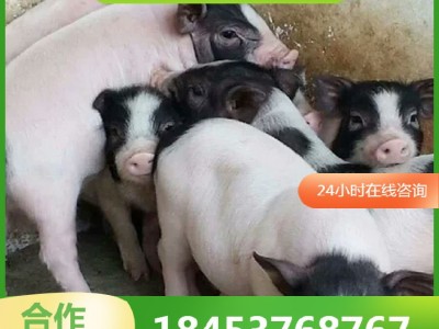 巴马香猪价格小猪苗活体 巴马小香猪幼崽价格 藏香猪养殖场图2