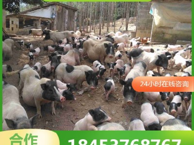 巴马香猪价格小猪苗活体 巴马小香猪幼崽价格 藏香猪养殖场图4