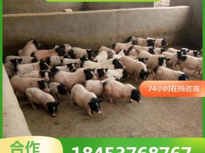 巴马香猪价格小猪苗活体 巴马小香猪幼崽价格 藏香猪养殖场图3