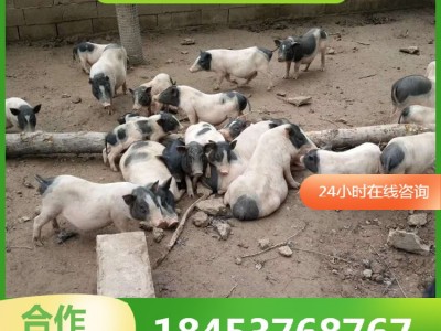 巴马香猪价格小猪苗活体 巴马小香猪幼崽价格 藏香猪养殖场图5