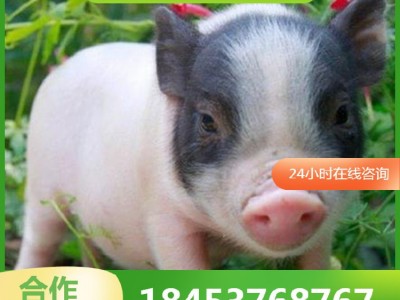巴马香猪幼崽出售 巴马香猪种苗批发 商品猪多少钱一斤藏香猪出售图4