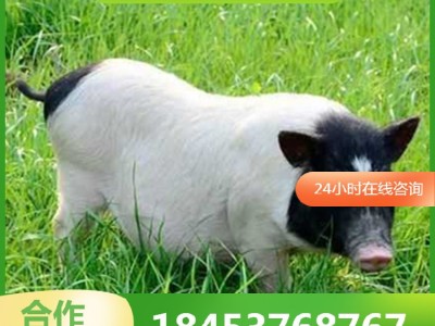 巴马香猪幼崽出售 巴马香猪种苗批发 商品猪多少钱一斤藏香猪出售图3