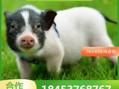 巴马香猪幼崽出售 巴马香猪种苗批发 商品猪多少钱一斤藏香猪出售图5