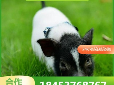 巴马香猪幼崽出售 巴马香猪种苗批发 商品猪多少钱一斤藏香猪出售图2