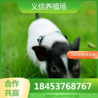 巴马香猪幼崽出售 巴马香猪种苗批发 商品猪多少钱一斤藏香猪出售