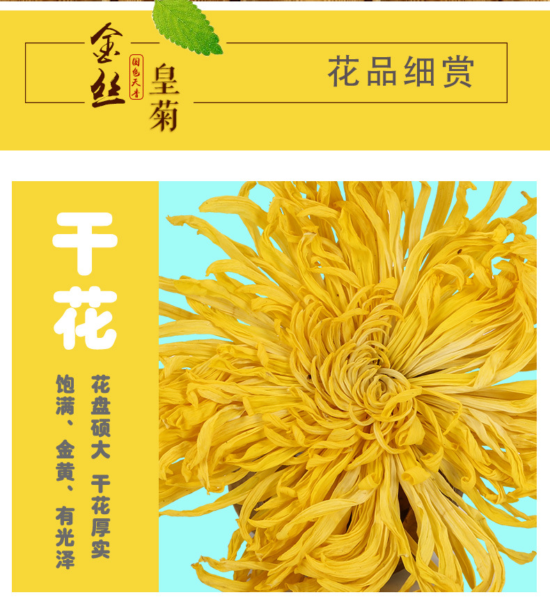 黄菊_06.jpg