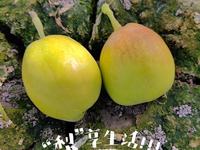 新疆库尔勒香梨产地顺丰包邮发货新鲜梨子一件代发批发图4