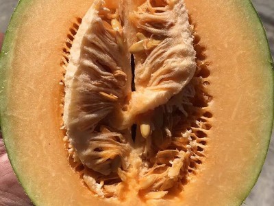 包邮款新疆西州密哈密瓜 新鲜哈密瓜网纹瓜沙漠蜜瓜 哈密瓜批发图4
