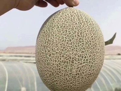 厂家直销新疆无核白葡萄干一级葡萄干1000g散装整箱 绿葡萄干批发图5