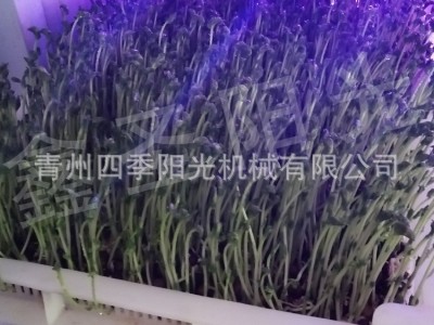 全自动芽苗菜催芽箱 种子发芽机 芽苗菜技术 多功能发芽机图5