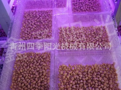 全自动芽苗菜催芽箱 种子发芽机 芽苗菜技术 多功能发芽机图4