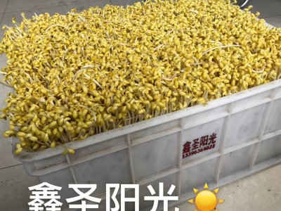 全自动豆芽机 商用黄豆芽绿豆芽箱式豆芽机 豆芽发芽设备图2