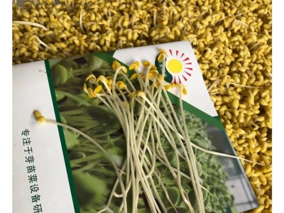 全自动豆芽机 商用黄豆芽绿豆芽箱式豆芽机 豆芽发芽设备图5