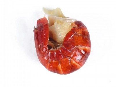 冷冻龙虾尾龙虾球非即食麻辣虾尾海鲜水产小龙虾尾图2