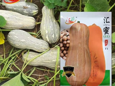 汇蜜南瓜F1南瓜种子厂家批发 早熟厚肉软糯香甜高产南瓜品种现货图5