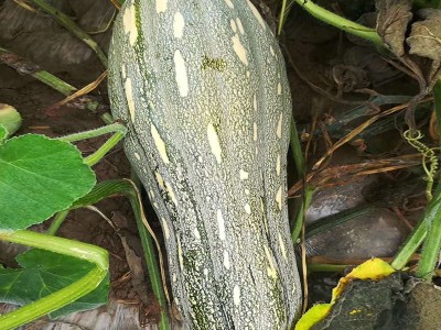 汇蜜南瓜F1南瓜种子厂家批发 早熟厚肉软糯香甜高产南瓜品种现货图3