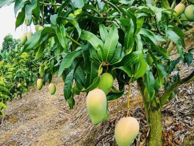 批发海南精品小台芒果非贵妃芒新鲜水果皮薄味美热带水果一件代发图3