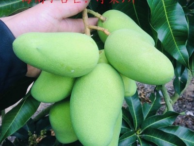 批发海南精品小台芒果非贵妃芒新鲜水果皮薄味美热带水果一件代发图5