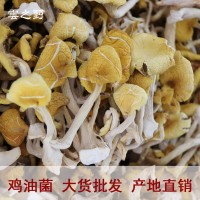 新货云南鸡油菌鸡油黄玉黄蘑菇干货 特产1000g小朵煲汤菌汤包批
