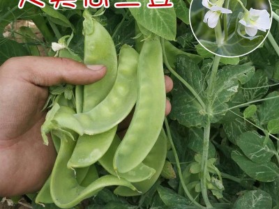 荷兰豆种子大软荚高产豌豆籽春秋种籽子春季四季播种阳台蔬菜种孑图2