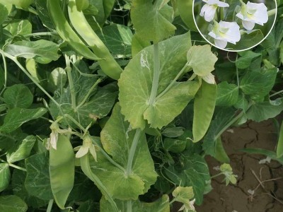 荷兰豆种子大软荚高产豌豆籽春秋种籽子春季四季播种阳台蔬菜种孑图3