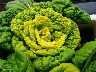 菊花芯黄心乌种子乌塌菜散叶白菜黄心白菜种籽耐寒四季播蔬菜种孑图3