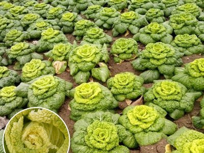 菊花芯黄心乌种子乌塌菜散叶白菜黄心白菜种籽耐寒四季播蔬菜种孑图2