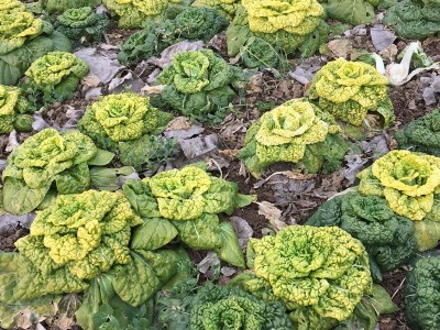 菊花芯黄心乌种子乌塌菜散叶白菜黄心白菜种籽耐寒四季播蔬菜种孑图4