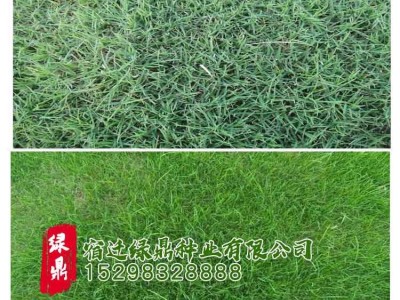 新采草坪草籽批发 狗牙根净籽 四季常青耐践踏 狗牙根包衣图3