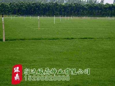 新采草坪草籽批发 狗牙根净籽 四季常青耐践踏 狗牙根包衣图2