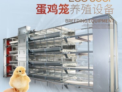 蛋鸡笼养殖设备热镀锌全自动鸡笼立体式养鸡设备自动化层叠养鸡笼图2