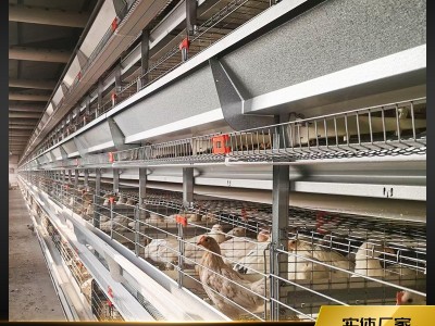 蛋鸡笼养殖设备热镀锌全自动鸡笼立体式养鸡设备自动化层叠养鸡笼图5