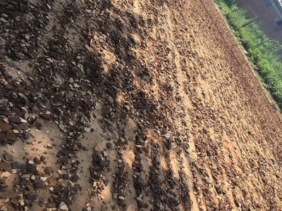 厂家批发芝麻饼肥香油渣有机肥花奔基地用肥图5