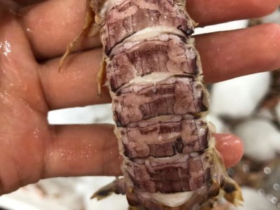 皮皮虾大公 半熟皮皮虾 一盒一斤 无冰衣酒店餐饮批发图5
