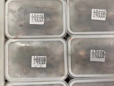 全母皮皮虾 一盒一斤 个个精挑细选 支持酒店 餐饮批发图4