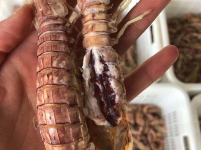 全母皮皮虾 一盒一斤 个个精挑细选 支持酒店 餐饮批发图2
