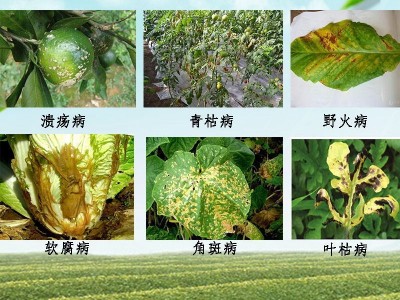 200亿全水溶枯草芽孢杆菌微生物菌肥菌剂防治土传病害图3