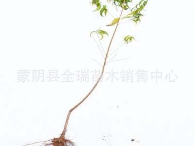 苹果树苗金冠苹果树 黄金帅苹果苗 果树苗当年结果南方北方种植图5